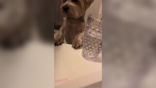 Imamberhahn Plays with Dog in Wet Bathtub Bathroom