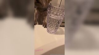 Imamberhahn Plays with Dog in Wet Bathtub Bathroom