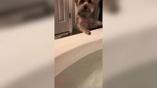 Imamberhahn Plays with Dog in Wet Bathtub Bathroom